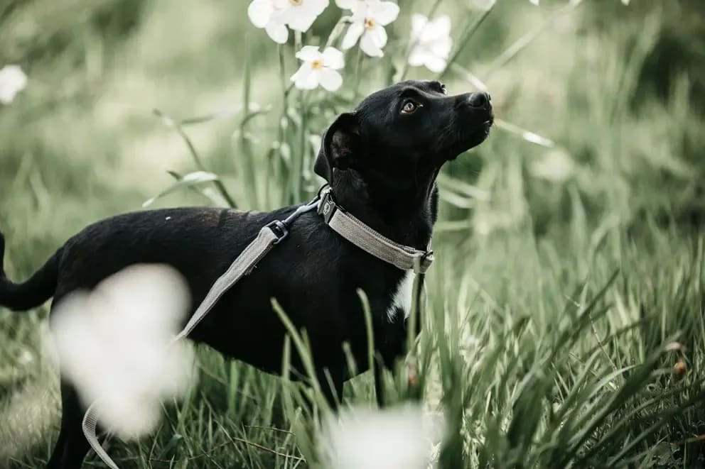 Kentucky Dog Collar Lizard - Løwenborg - Kentucky Dogwear