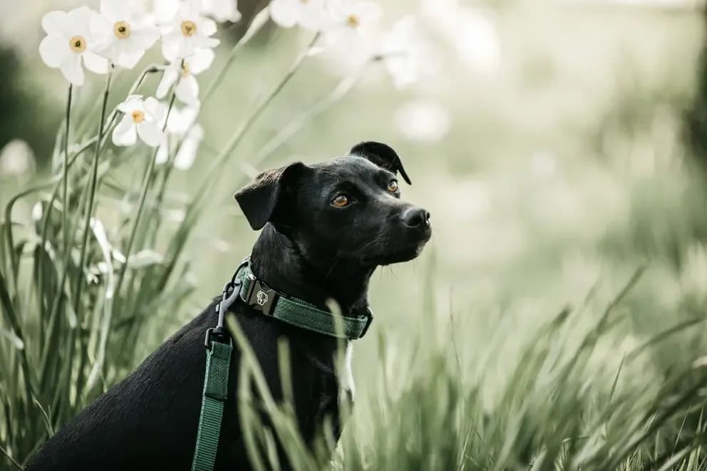 Kentucky Dog Collar Lizard