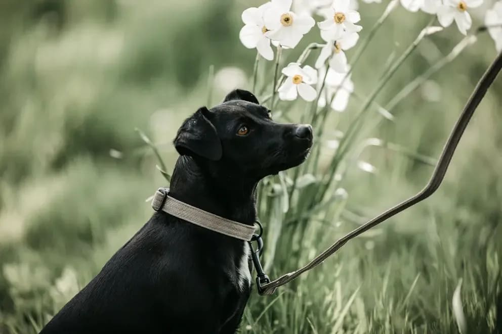 Kentucky Dog Lead Lizard - Løwenborg - Kentucky Dogwear