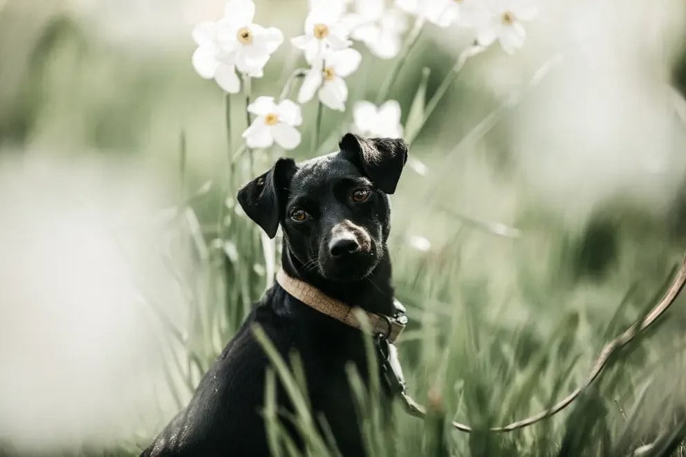 Kentucky Dog Lead Lizard - Løwenborg - Kentucky Dogwear
