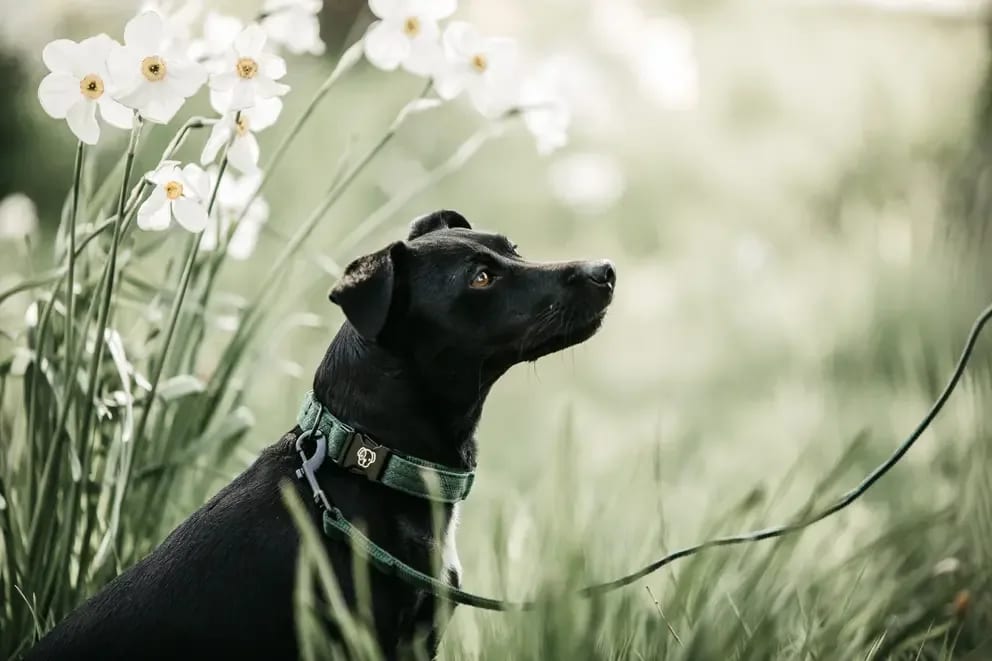 Kentucky Dog Lead Lizard - Løwenborg - Kentucky Dogwear