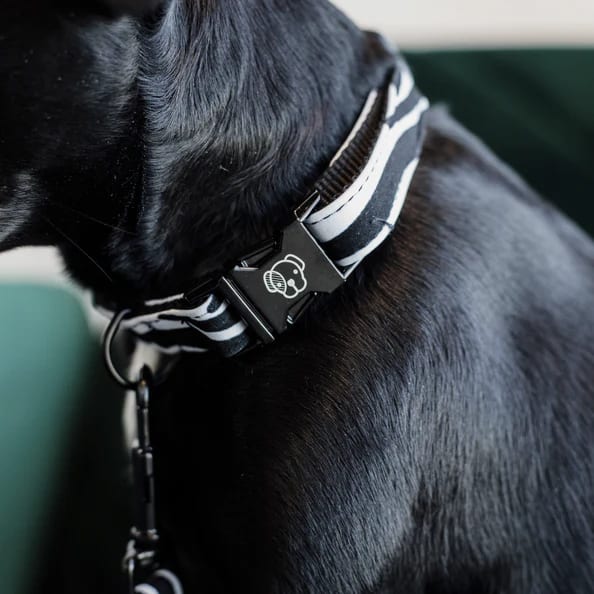 Kentucky Dog Collar Zebra - Løwenborg - Kentucky Dogwear
