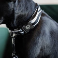 Kentucky Dog Collar Zebra - Løwenborg - Kentucky Dogwear