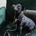 Kentucky Dog Lead Zebra - Løwenborg - Kentucky Dogwear