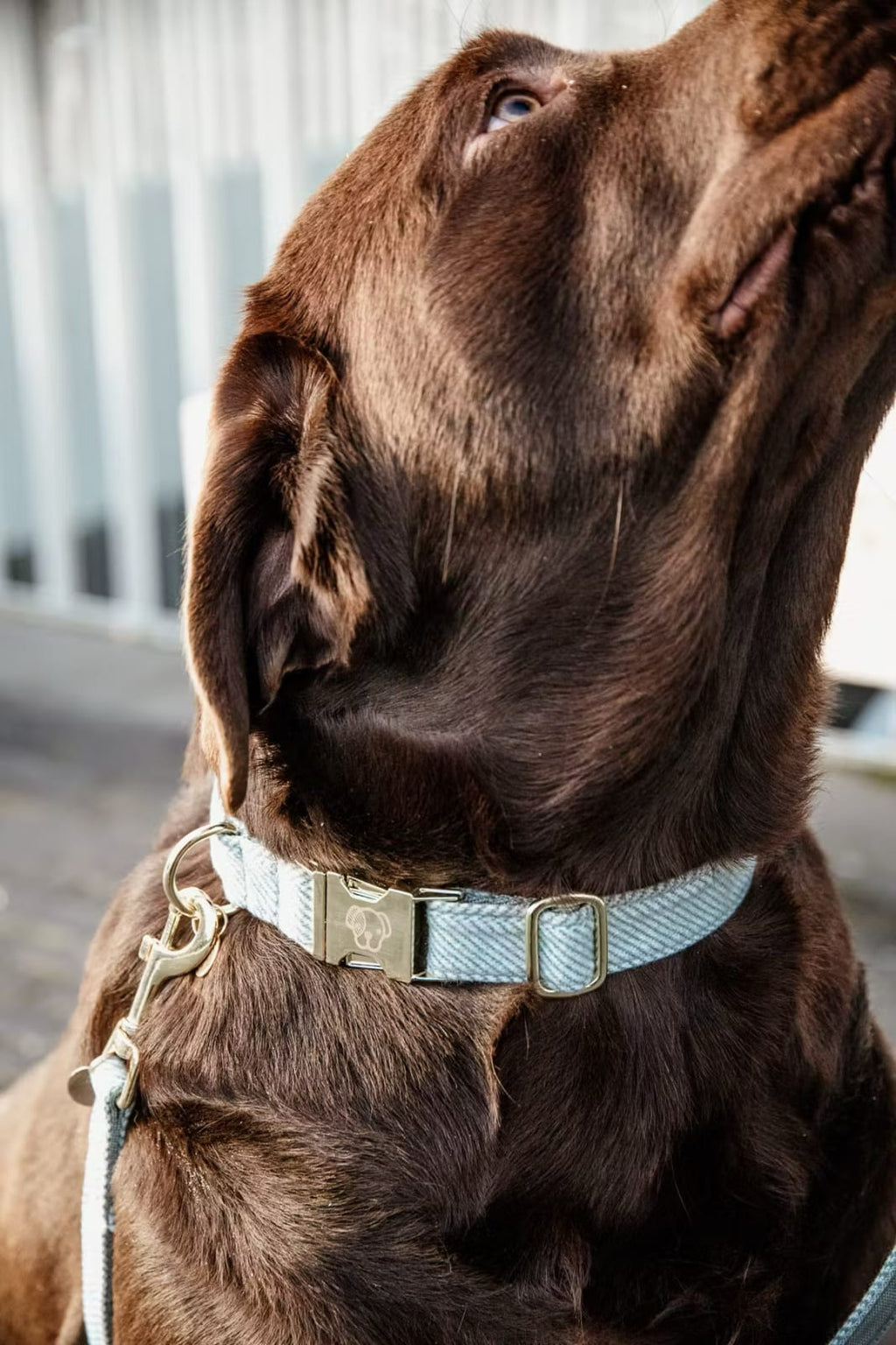 Kentucky Dog Collar Wool - Løwenborg - Kentucky Dogwear
