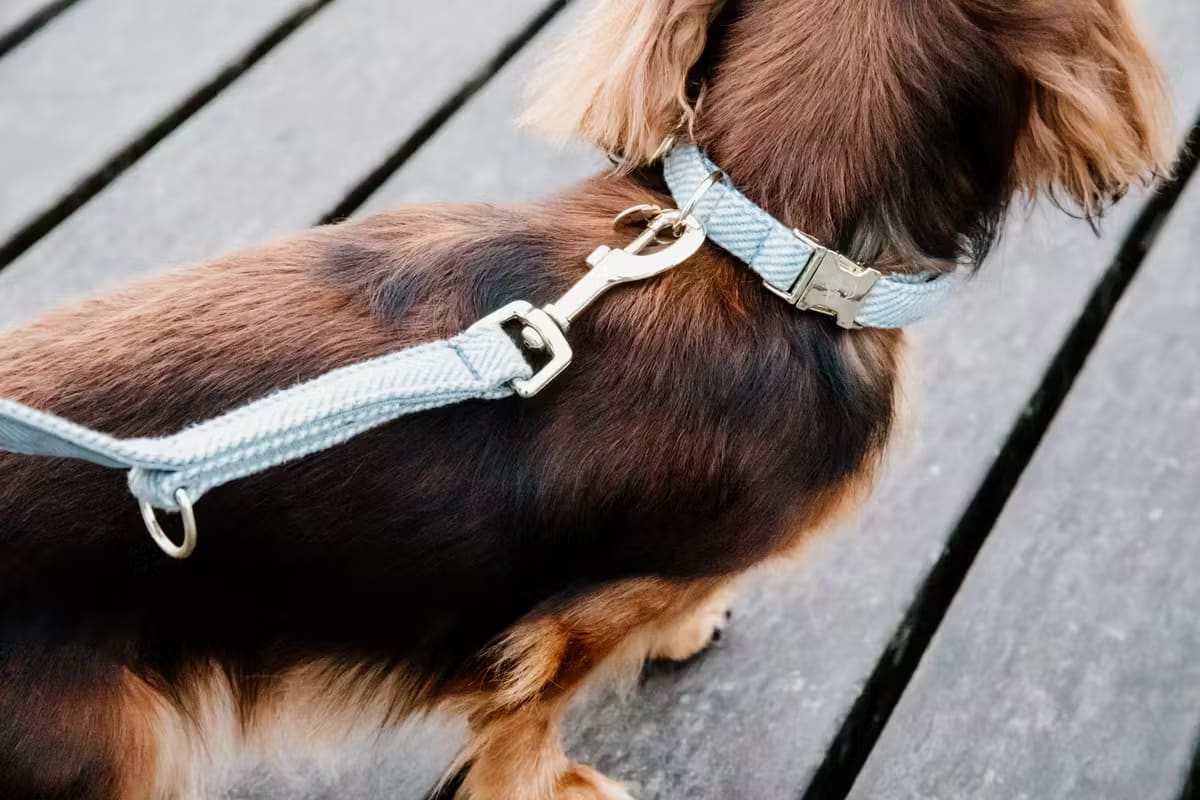 Kentucky Dog Collar Wool - Løwenborg - Kentucky Dogwear