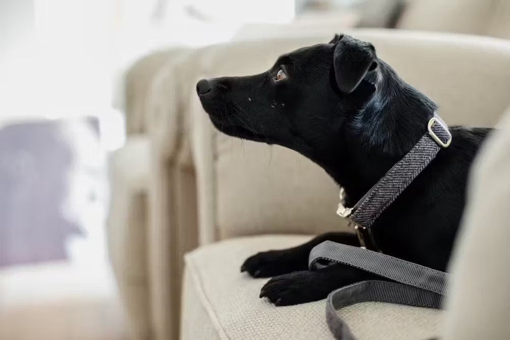 Kentucky Dog Collar Wool