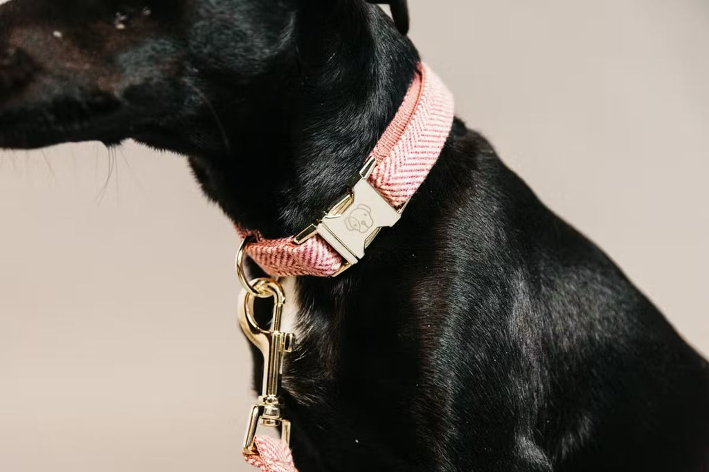 Kentucky Dog Collar Wool - Løwenborg - Kentucky Dogwear