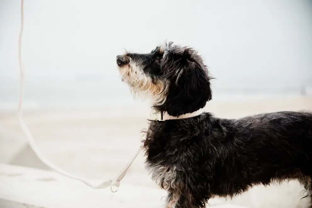 Kentucky Dog Lead Wool