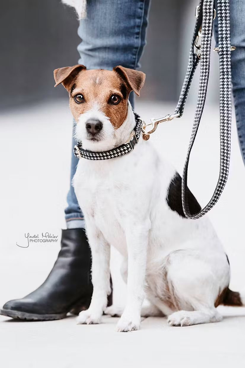 Kentucky Dog Collar Pied de Poule - Løwenborg - Kentucky Dogwear