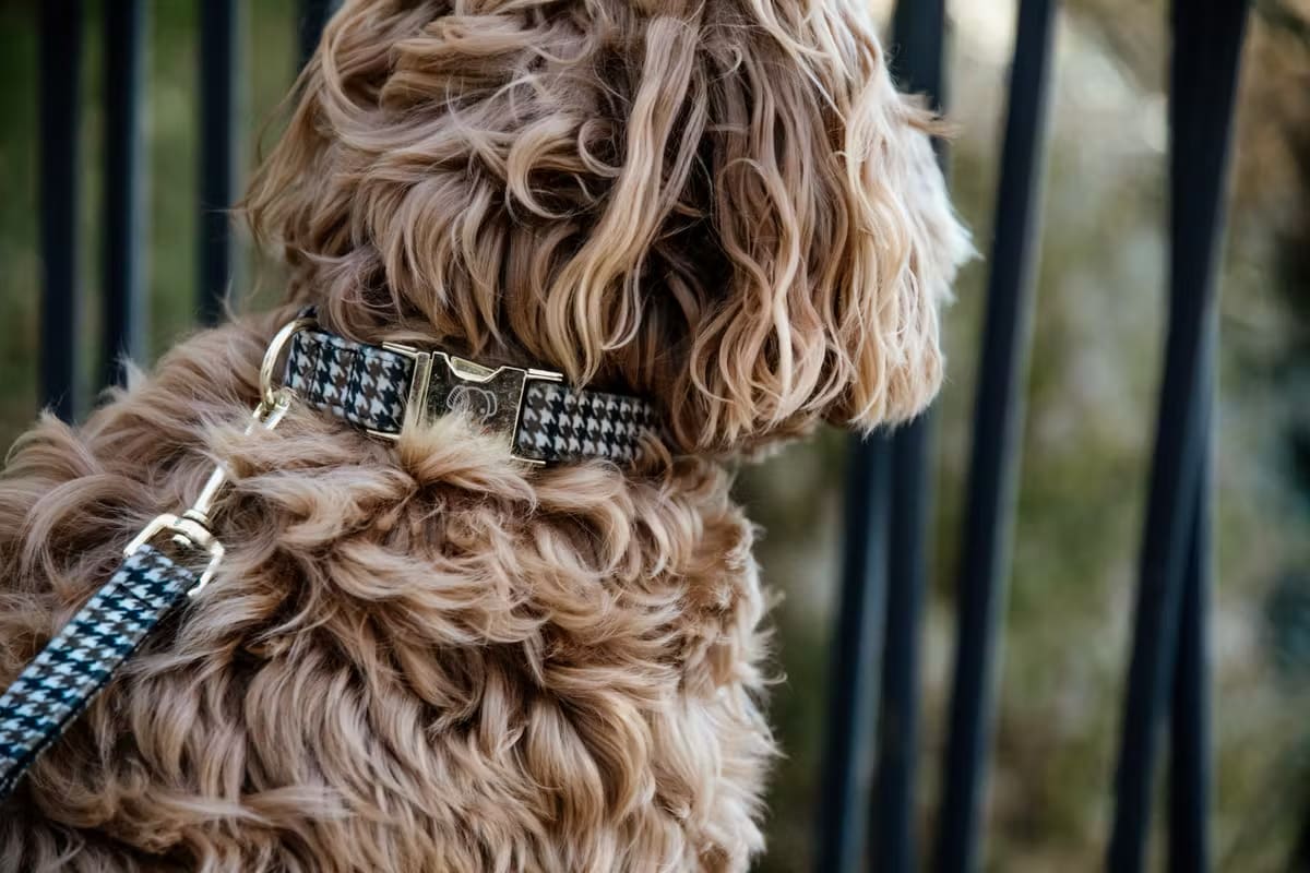 Kentucky Dog Collar Pied de Poule - Løwenborg - Kentucky Dogwear