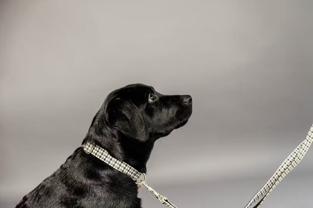 Kentucky Dog Collar Pied de Poule - Løwenborg - Kentucky Dogwear