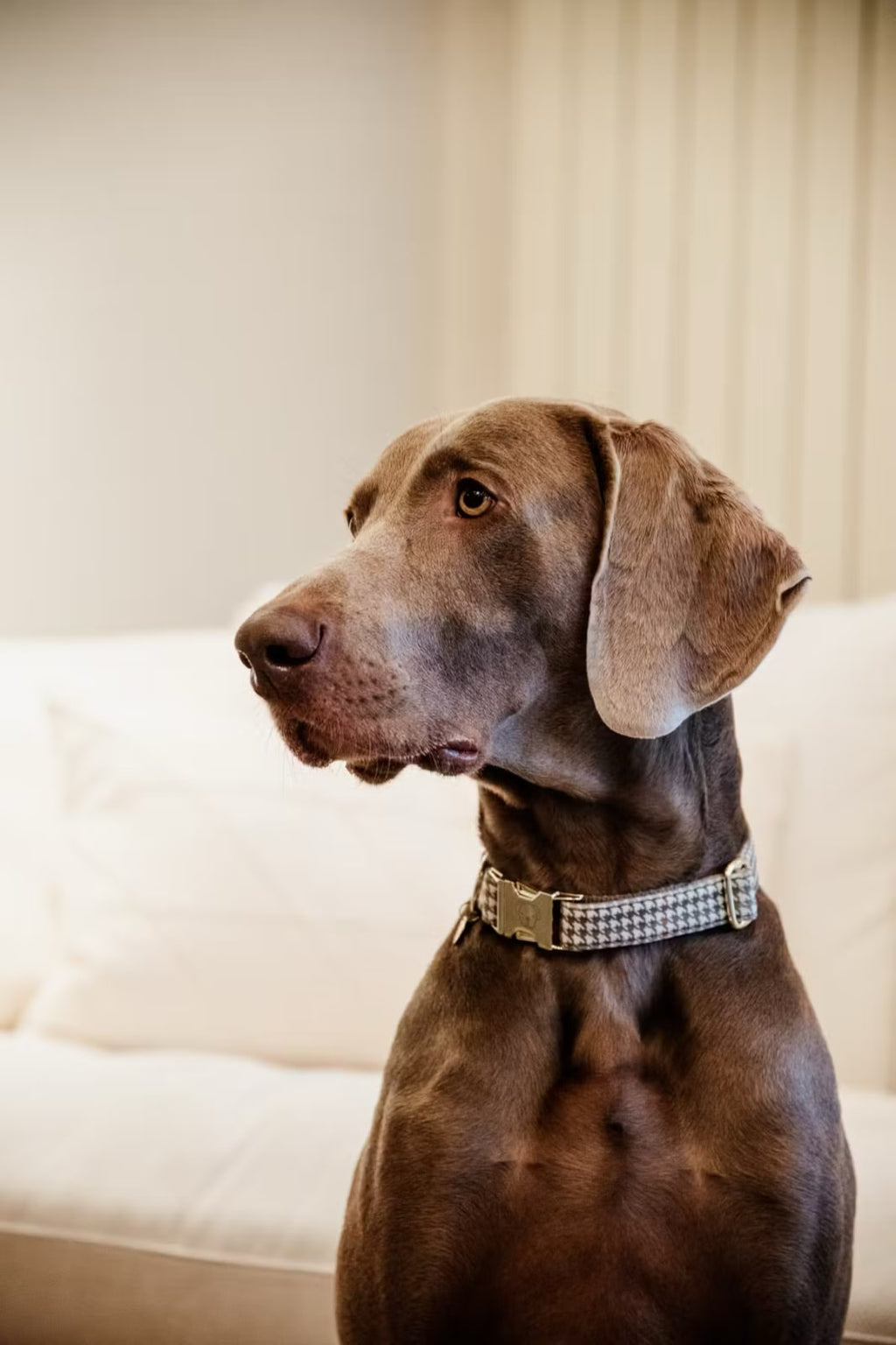 Kentucky Dog Collar Pied de Poule - Løwenborg - Kentucky Dogwear