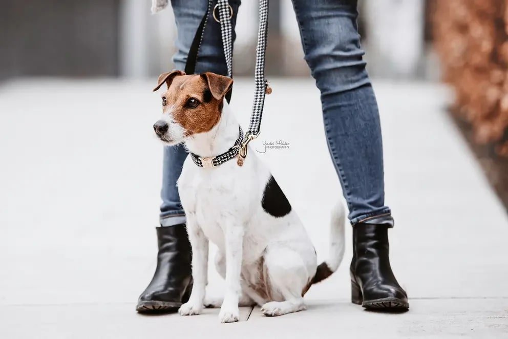 Kentucky Dog Lead Pied de Poule - Løwenborg - Kentucky Dogwear