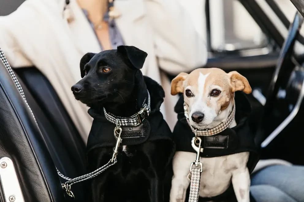 Kentucky Dog Lead Pied de Poule - Løwenborg - Kentucky Dogwear