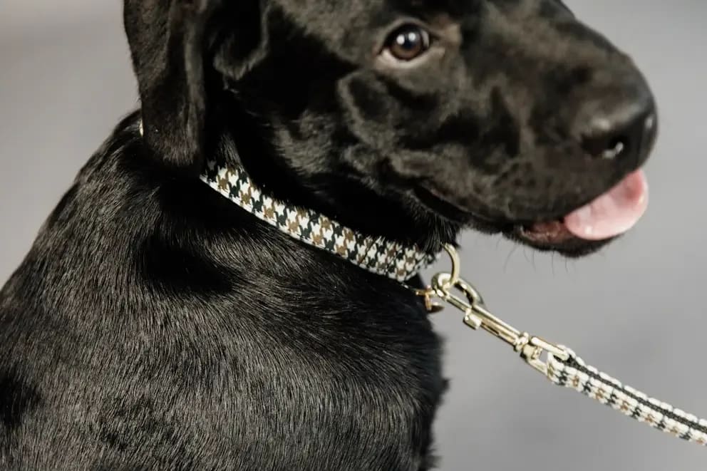 Kentucky Dog Lead Pied de Poule - Løwenborg - Kentucky Dogwear