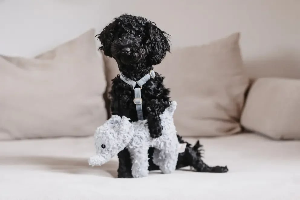 Kentucky Dog Harness Loop Velvet