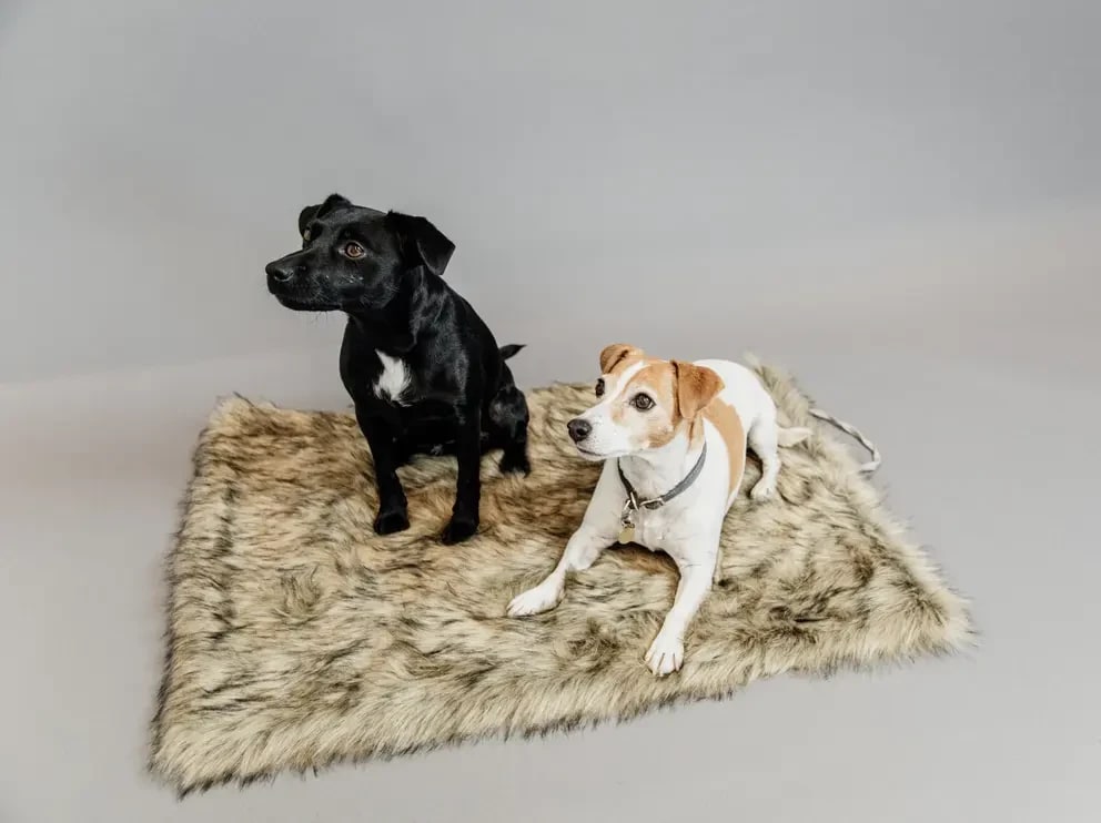 Kentucky Dog Bed To Go Blanket Fuzzy - Løwenborg - Kentucky Dogwear
