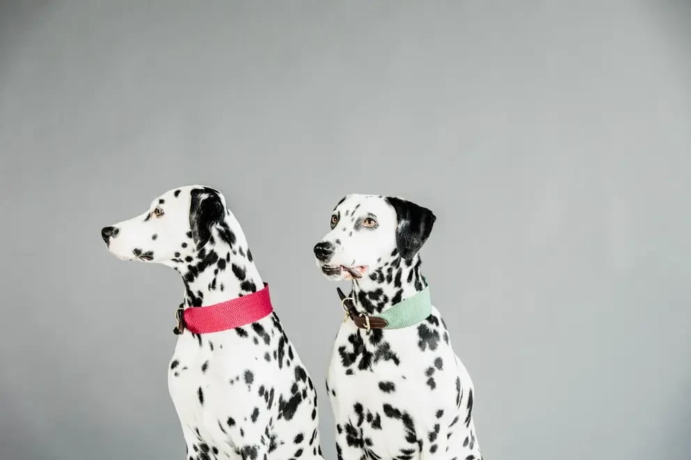 Kentucky Dog Collar Jacquard