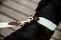Kentucky Dog Lead Jacquard - Løwenborg - Kentucky Dogwear