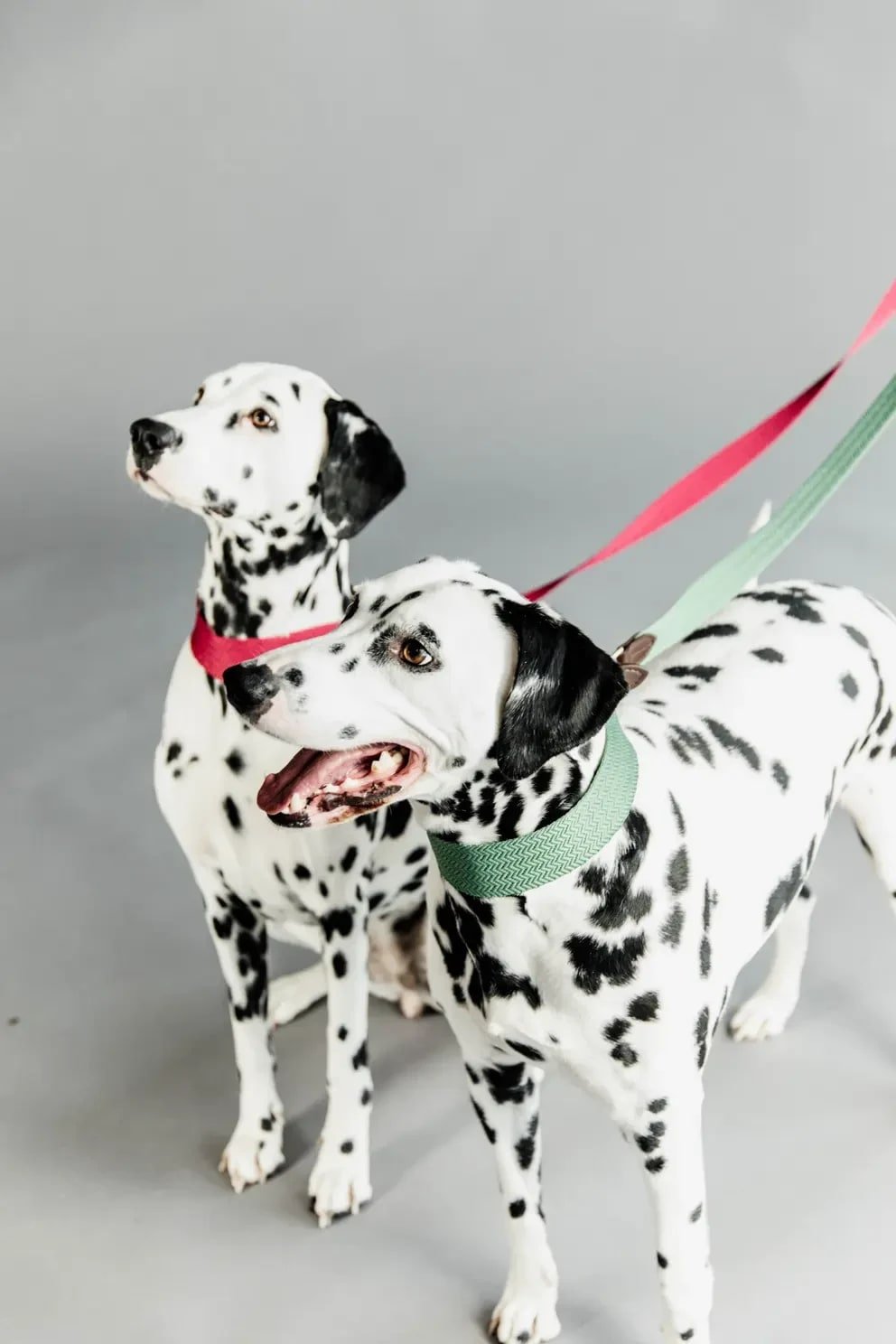 Kentucky Dog Lead Jacquard - Løwenborg - Kentucky Dogwear