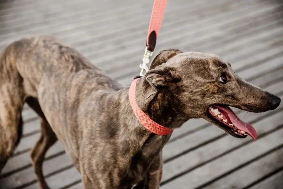 Kentucky Dog Lead Jacquard