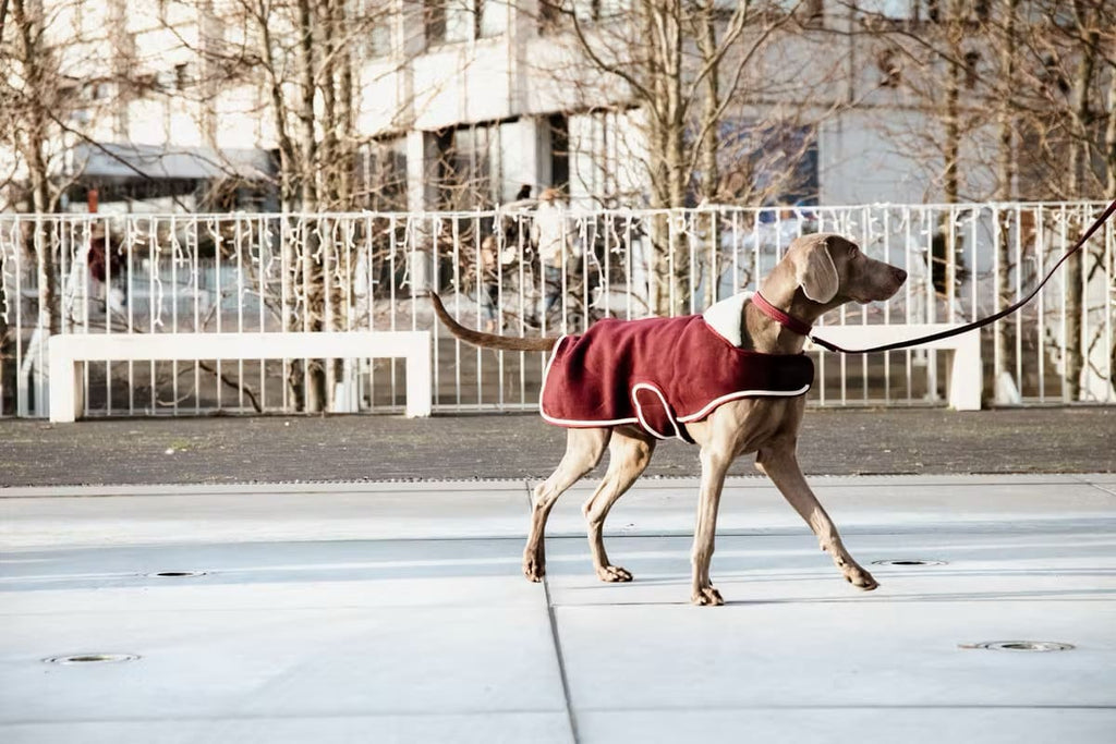 Kentucky Dog Coat Heavy Fleece - Løwenborg - Kentucky Dogwear
