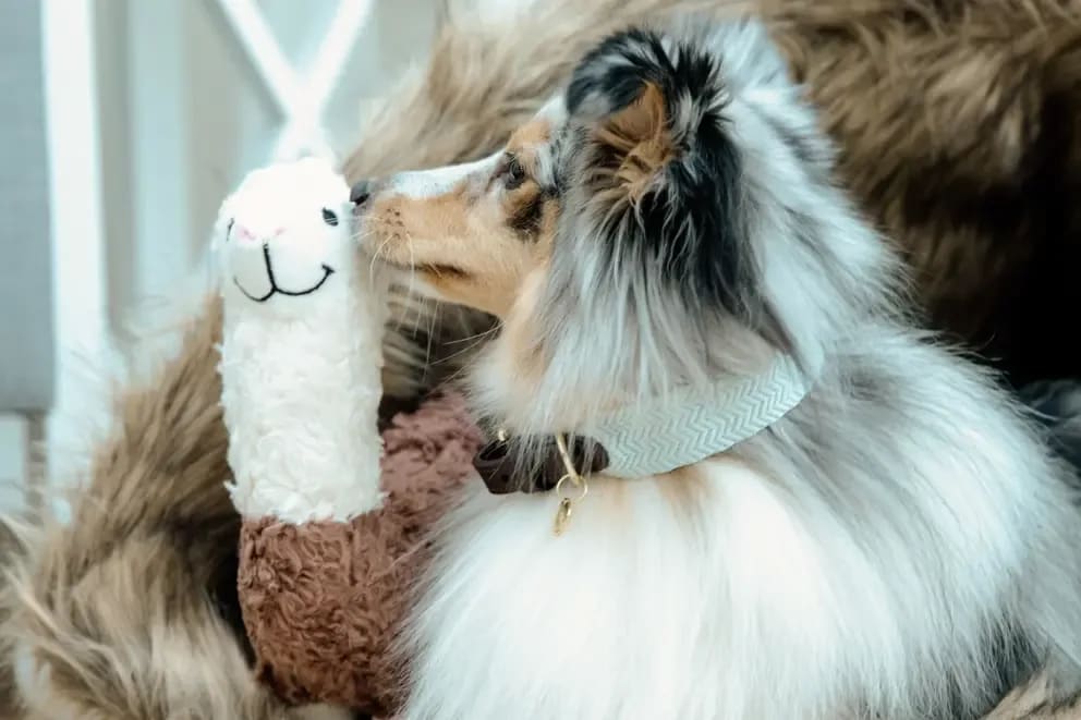 Kentucky Dog Soft Toy Alpaca - Løwenborg - Kentucky Dogwear