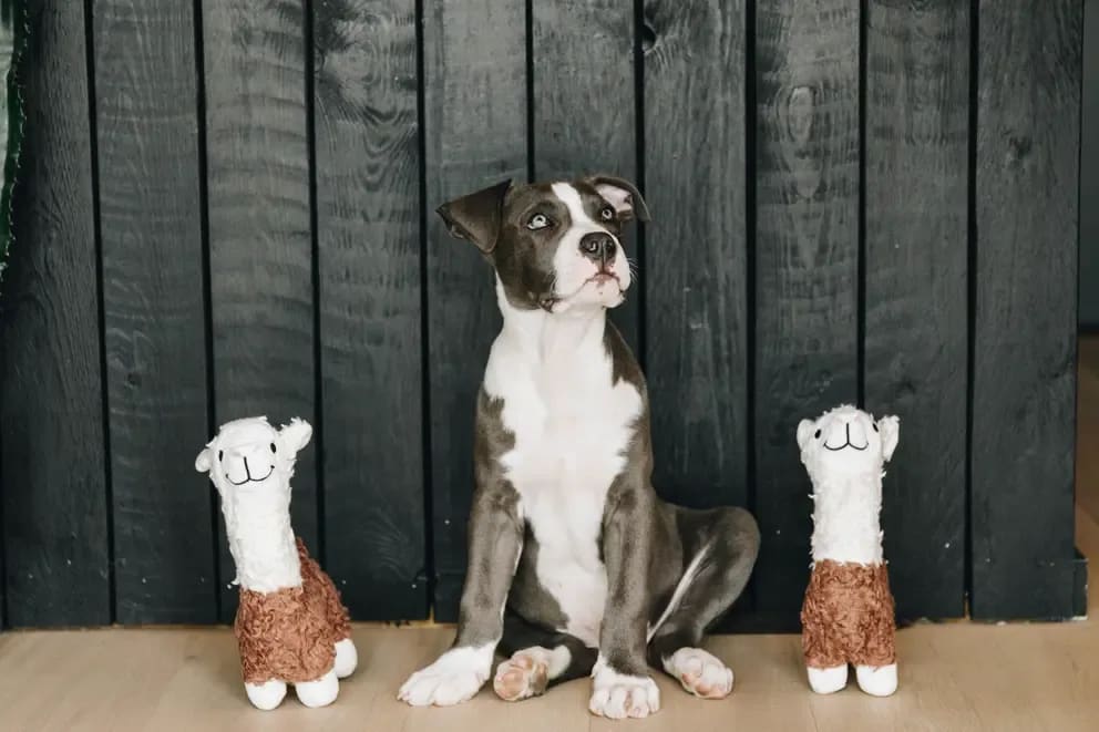Kentucky Dog Soft Toy Alpaca - Løwenborg - Kentucky Dogwear