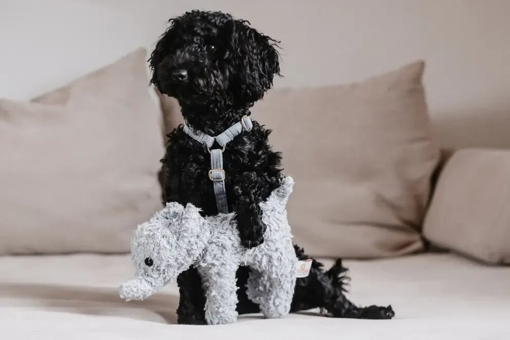 Kentucky Dog Soft Toy Elephant - Løwenborg - Kentucky Dogwear