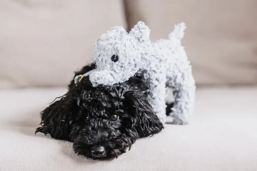 Kentucky Dog Soft Toy Elephant - Løwenborg - Kentucky Dogwear
