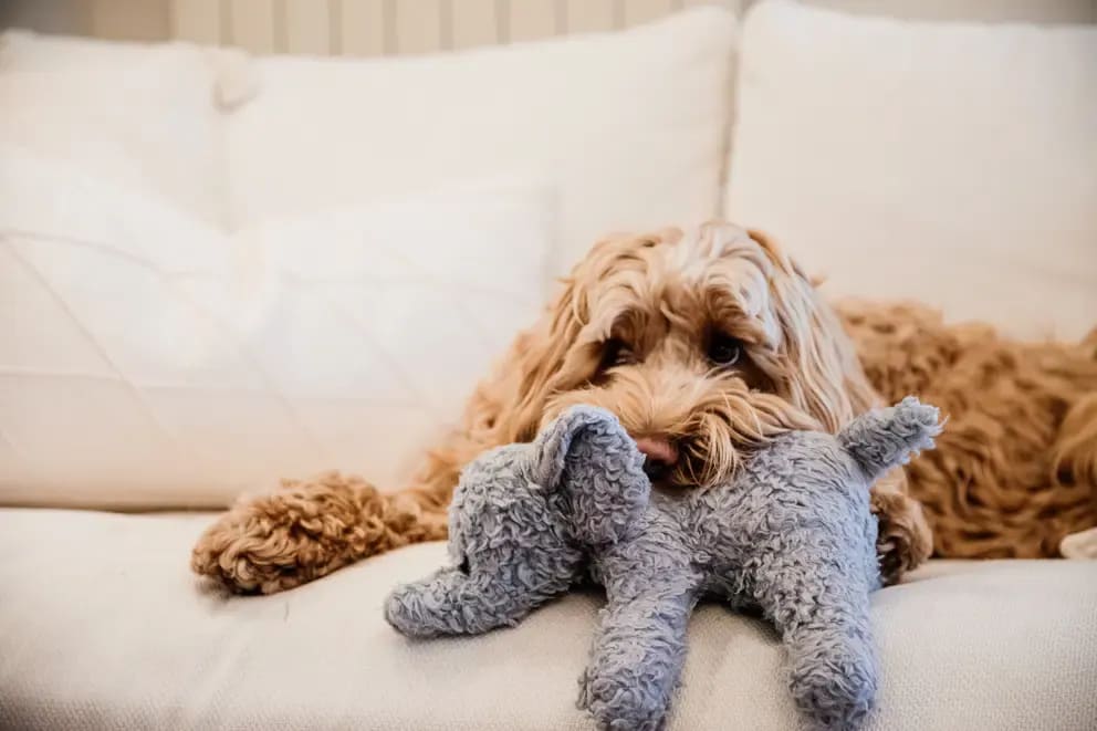 Kentucky Dog Soft Toy Elephant - Løwenborg - Kentucky Dogwear