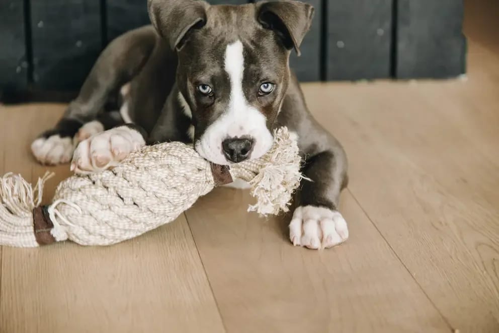 Kentucky Dog Toy Cotton Rope Pineapple - Løwenborg - Kentucky Dogwear