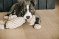 Kentucky Dog Toy Cotton Rope Pineapple - Løwenborg - Kentucky Dogwear