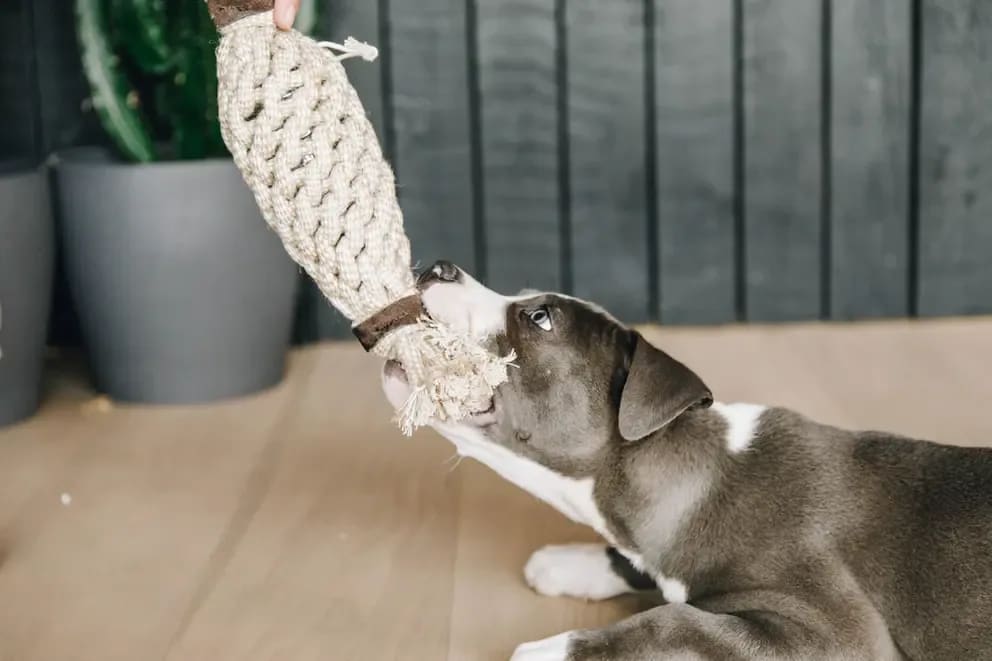 Kentucky Dog Toy Cotton Rope Pineapple - Løwenborg - Kentucky Dogwear
