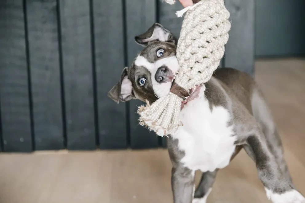 Kentucky Dog Toy Cotton Rope Pineapple - Løwenborg - Kentucky Dogwear