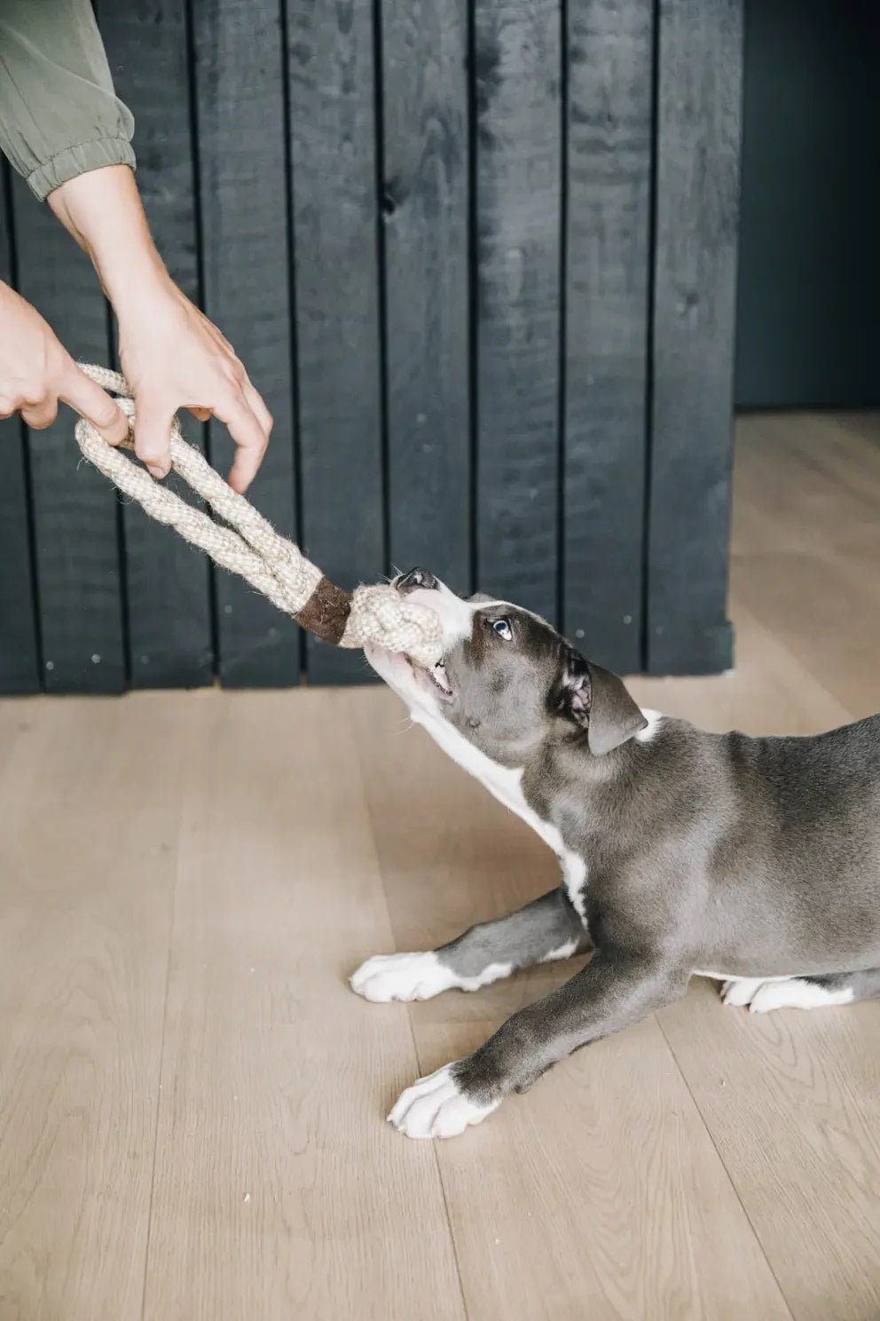 Kentucky Dog Toy Cotton Rope 8 Loop - Løwenborg - Kentucky Dogwear