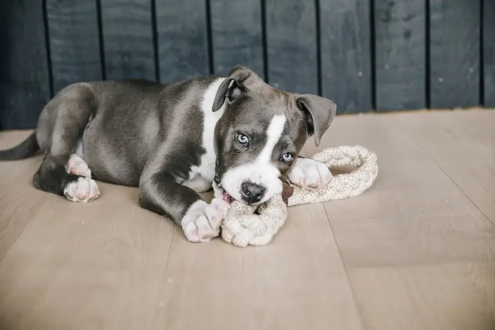 Kentucky Dog Toy Cotton Rope 8 Loop - Løwenborg - Kentucky Dogwear