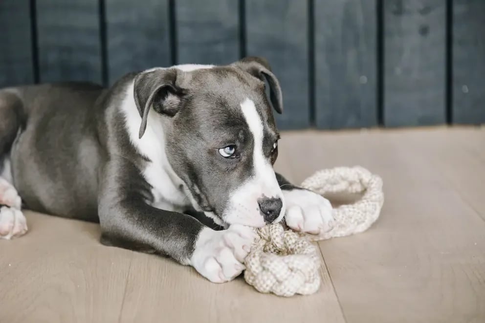 Kentucky Dog Toy Cotton Rope 8 Loop - Løwenborg - Kentucky Dogwear