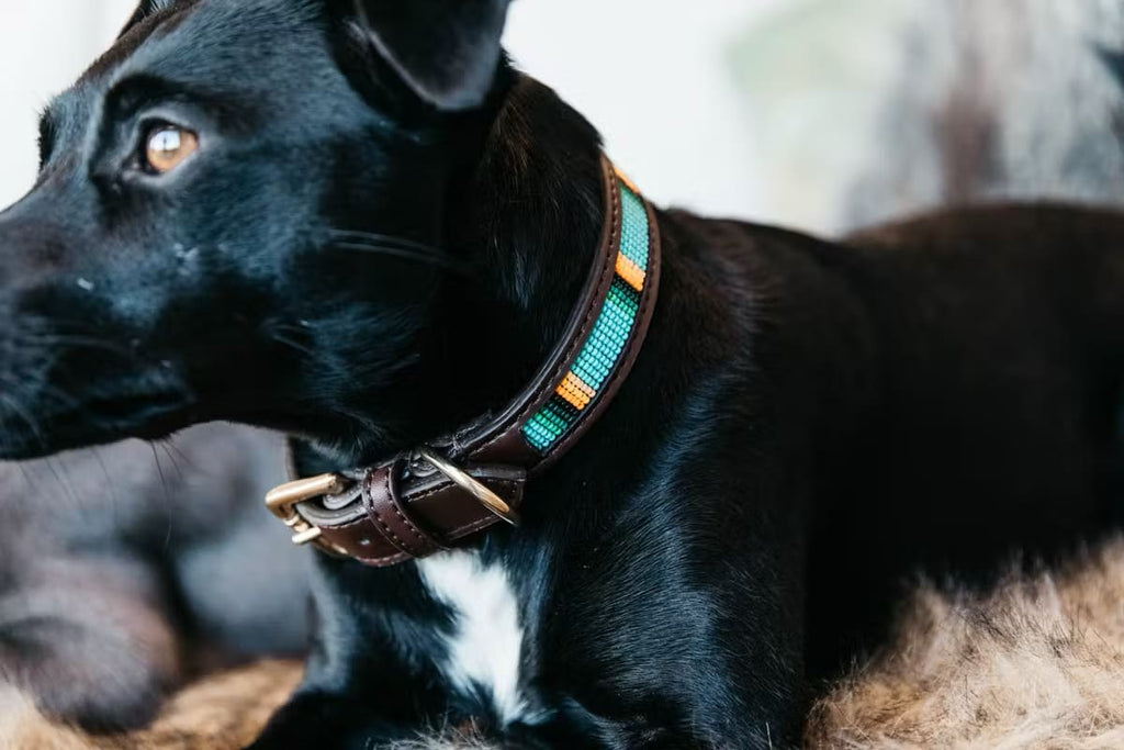 Kentucky Dog Collar Handmade Pearls - Løwenborg - Kentucky Dogwear