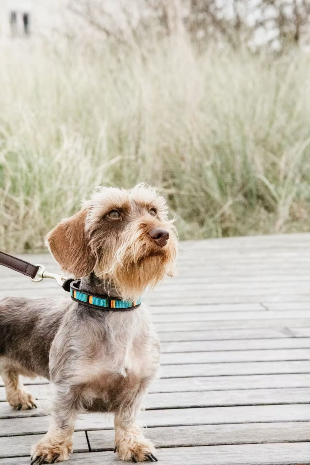 Kentucky Dog Collar Handmade Pearls - Løwenborg - Kentucky Dogwear