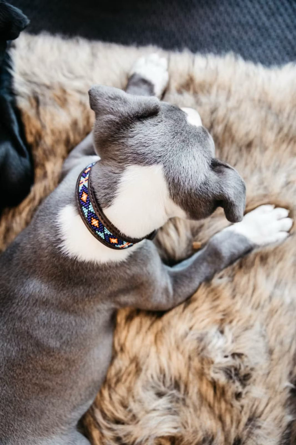 Kentucky Dog Collar Handmade Pearls - Løwenborg - Kentucky Dogwear