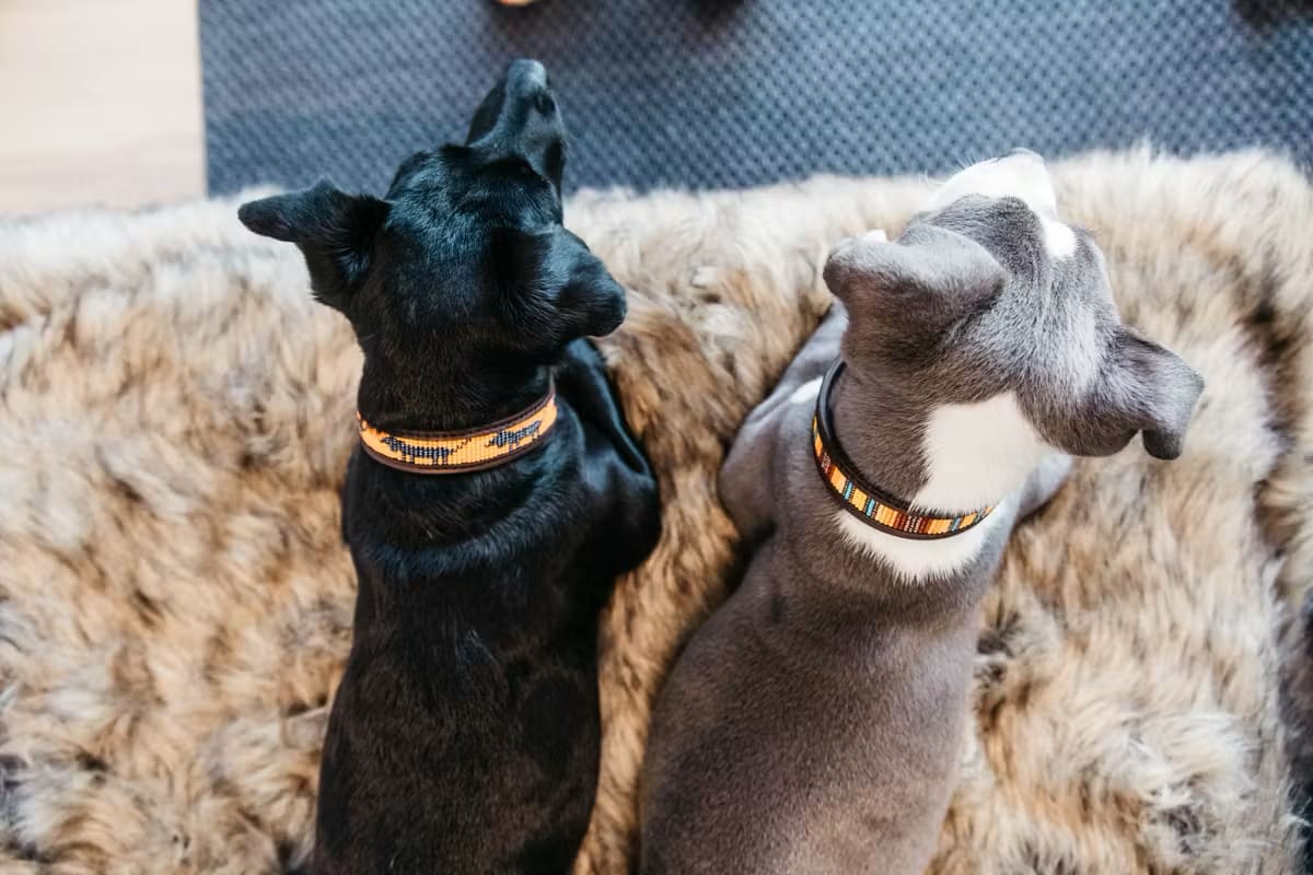 Kentucky Dog Collar Handmade Pearls