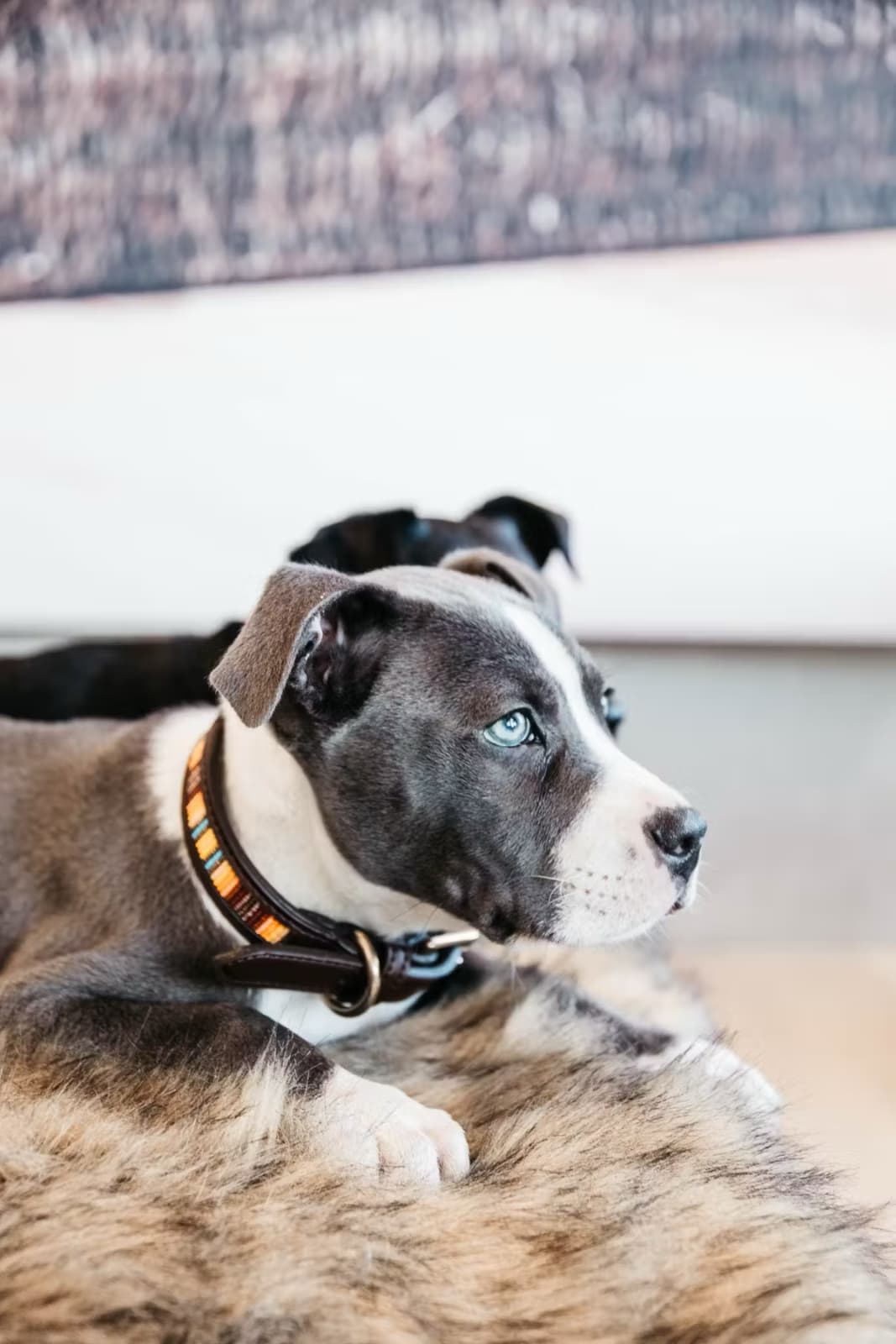 Kentucky Dog Collar Handmade Pearls - Løwenborg - Kentucky Dogwear