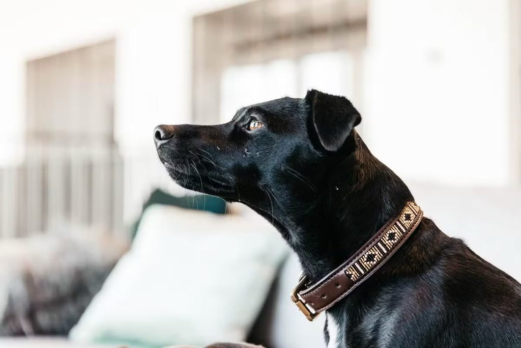 Kentucky Dog Collar Handmade Pearls - Løwenborg - Kentucky Dogwear