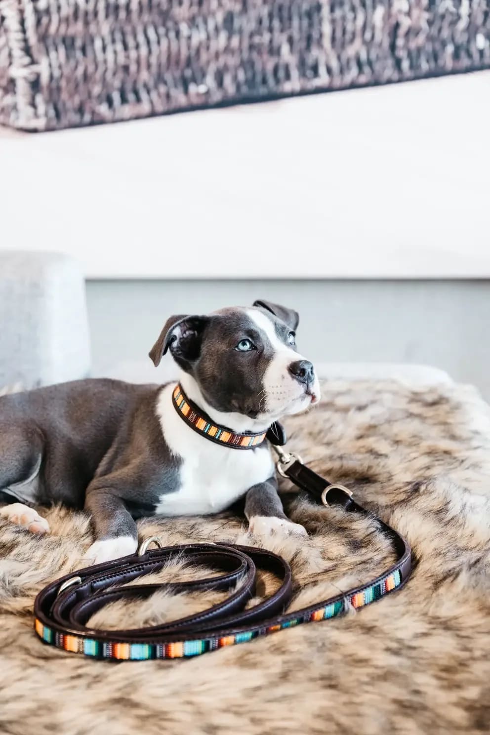 Kentucky Dog Lead Handmade Pearls - Løwenborg - Kentucky Dogwear