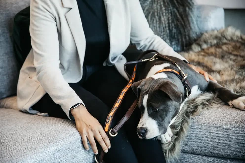 Kentucky Dog Lead Handmade Pearls - Løwenborg - Kentucky Dogwear