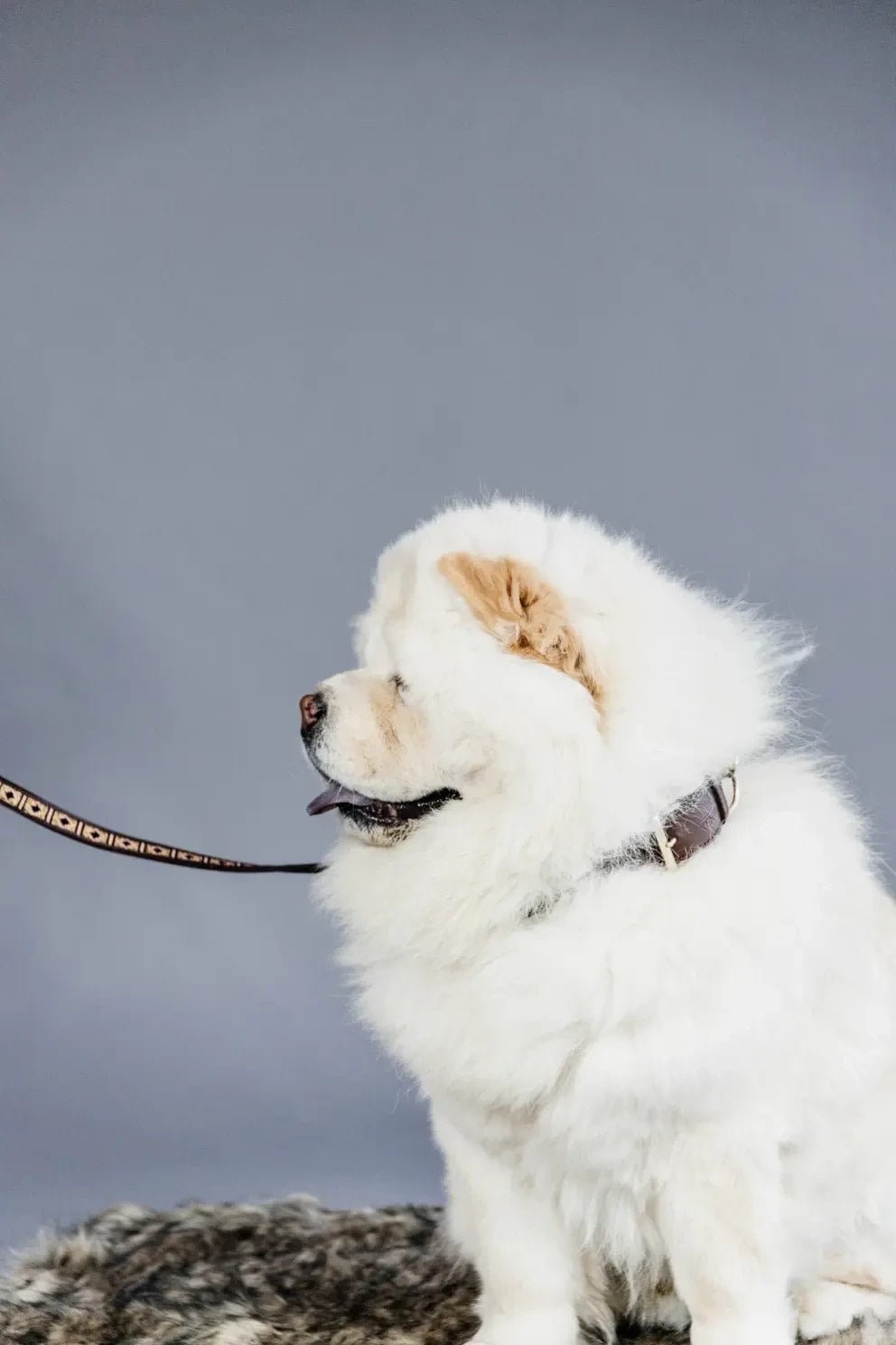 Kentucky Dog Lead Handmade Pearls - Løwenborg - Kentucky Dogwear