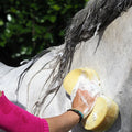 CDM Horse Care Sponge - Løwenborg - Carr & Day & Martin