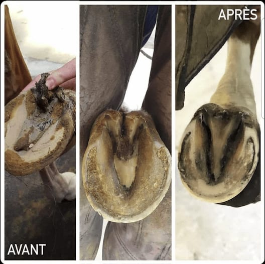 Kevin Bacon Hoof Solution - Løwenborg - Kevin Bacons